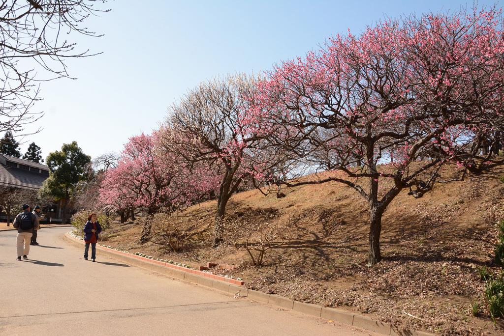 あけぼの山農業公園の梅林