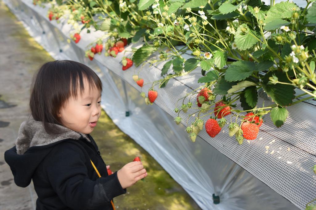 イチゴの摘み取りの写真