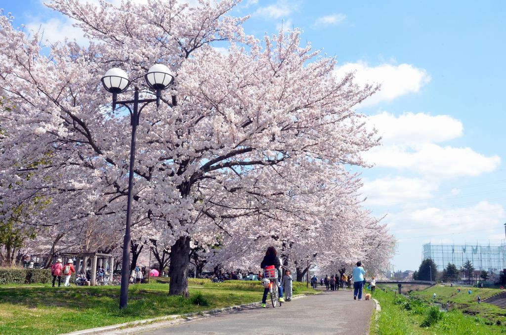 大堀川の桜並木