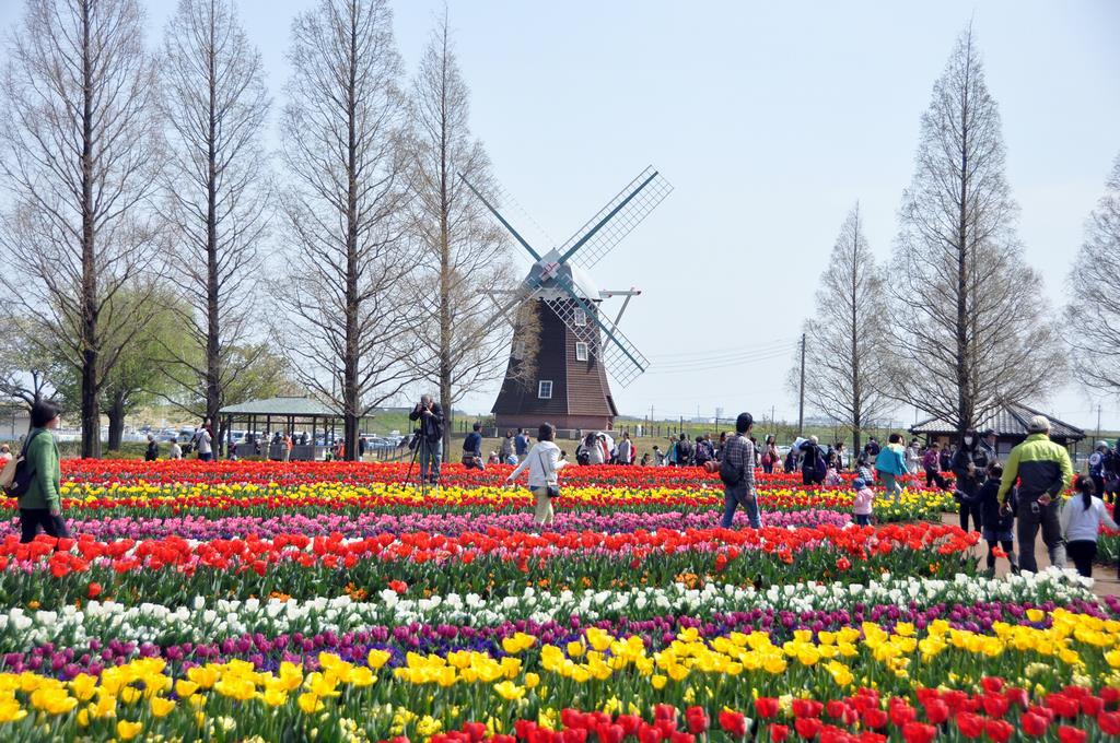 あけぼの山農業公園のチューリップ