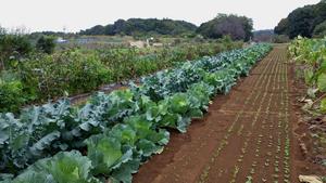 体験農園の画像クリックすると拡大画像が開きます