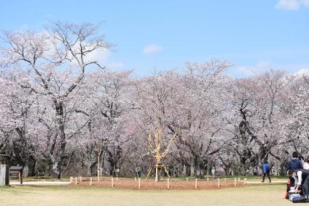 さくら山再生工事（全体）