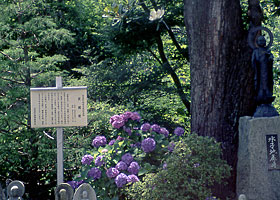 寿量院の玄圃梨