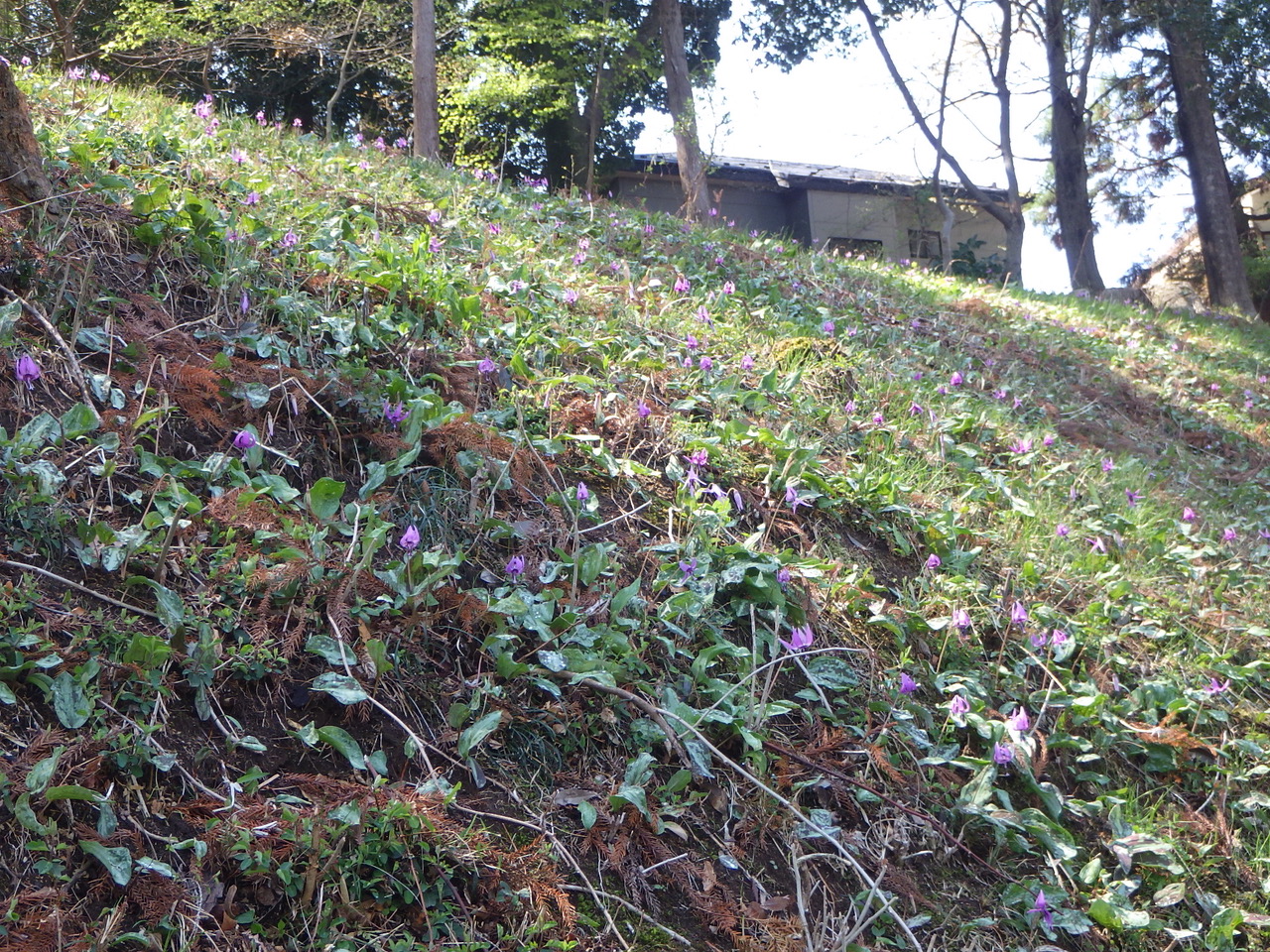 カタクリ（遠景）