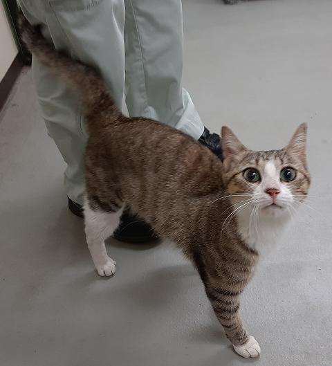072801の写真（キジ白）1