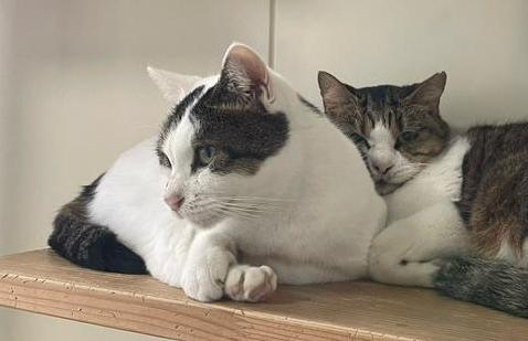 ライチ（左）と一緒にリラックス中のすもも（右）
