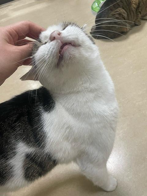 ライチの写真4