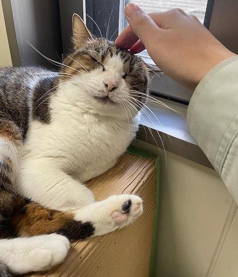 スモモの写真1