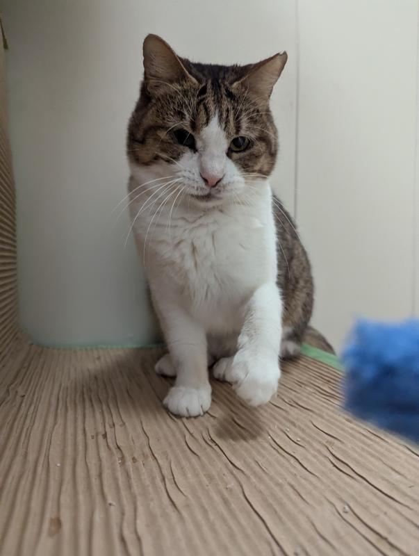 スモモの写真2