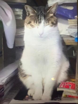 猫逸走86番の1