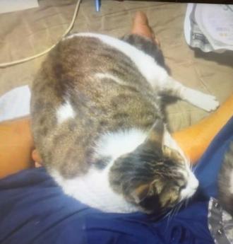 猫逸走86番の2