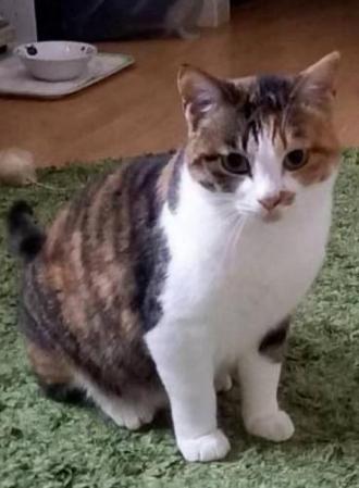 猫逸走49番
