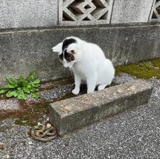 猫逸走87番