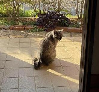 猫逸走88番