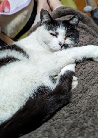 猫逸走96番