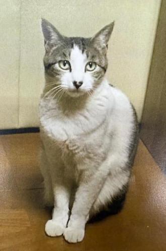 猫逸走103番