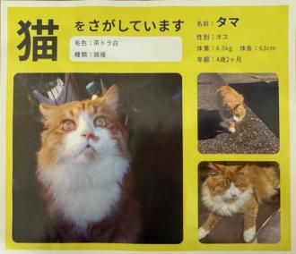 猫逸走114番