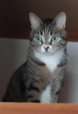 猫逸走1番