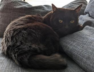 猫逸走2番