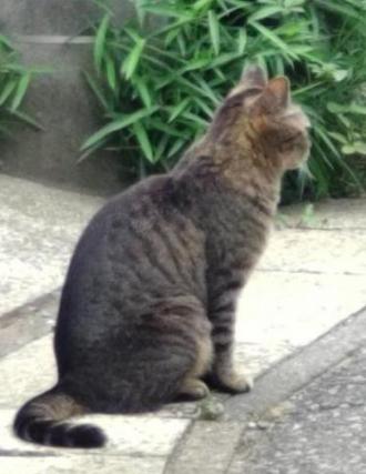 猫保護6番1