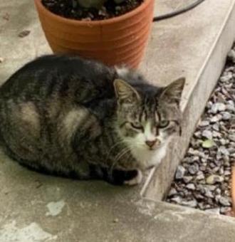 猫逸走46番