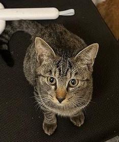 猫逸走113番1