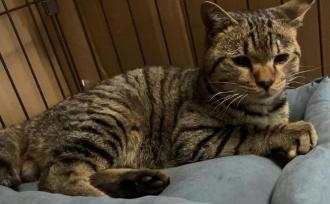 猫保護49番