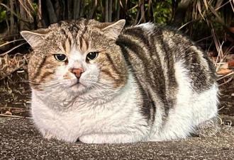 猫保護1番
