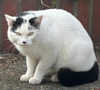 猫保護37番