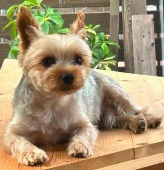 犬逸走30番