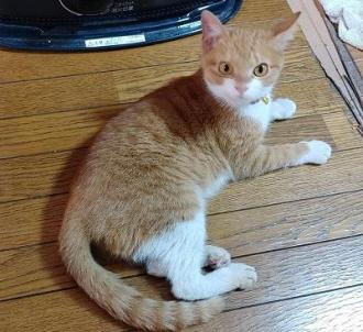 猫保護38番