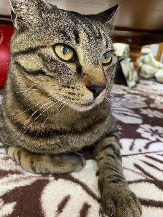 猫逸走101番