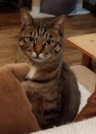 猫逸走102番