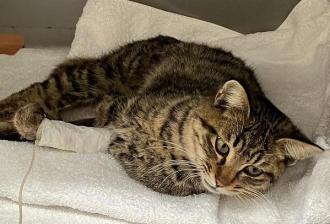 猫保護39番
