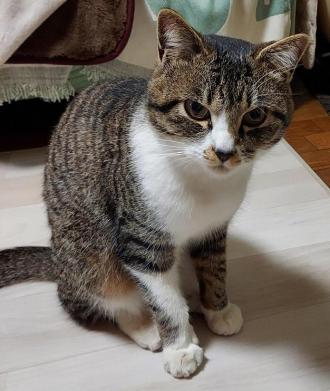 猫保護40番