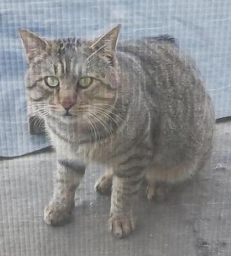猫保護42番