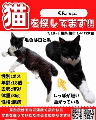 猫逸走41番再掲載