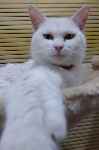 猫保護47番