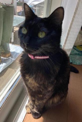 猫逸走45番