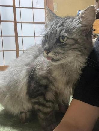 猫逸走47番