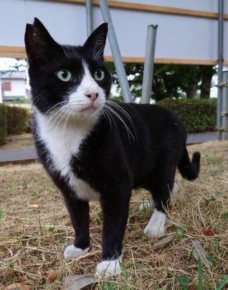 猫逸走128番1