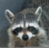 アライグマ顔