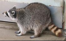 アライグマ全体