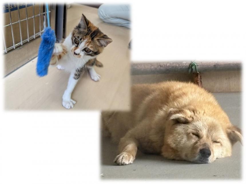 犬猫