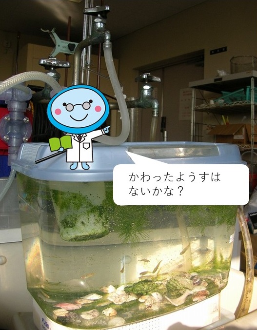 バイオアッセイの様子