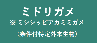 アカミミガメ