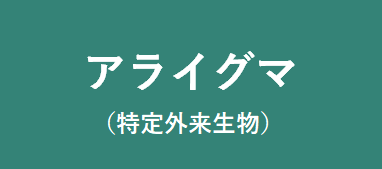 アライグマ