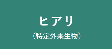 ヒアリ