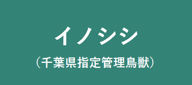 イノシシ
