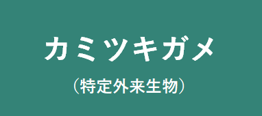 カミツキガメ